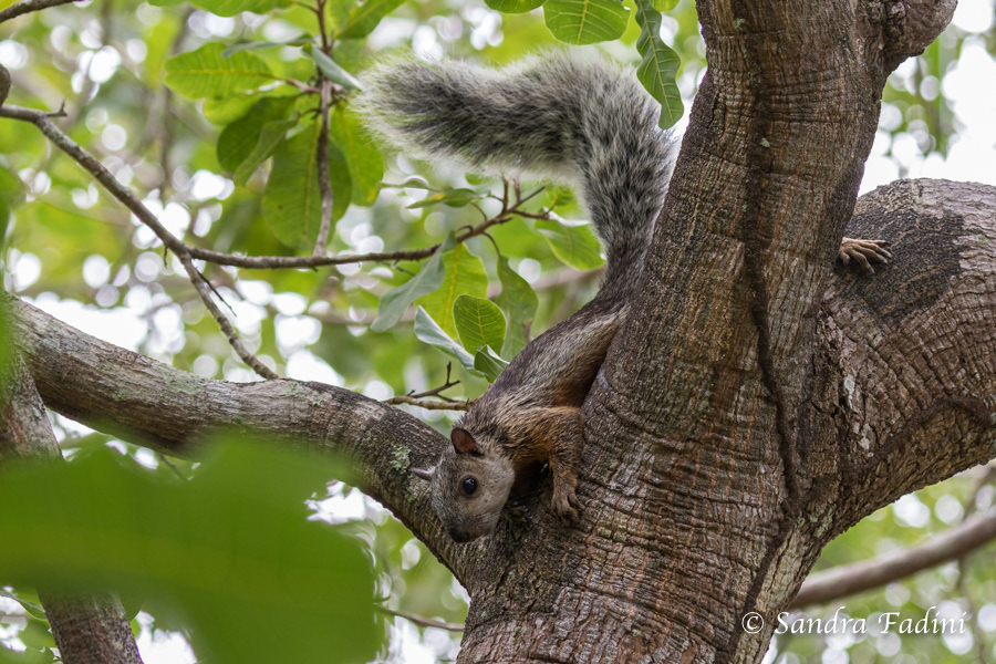 Bunthörnchen (Sciurus variegatoides loweryi) 03 - Costa Rica