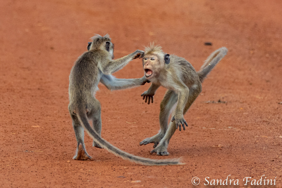 Ceylon-Hutaffe (Macaca sinica) 03 - Streitereien (Sri Lanka)