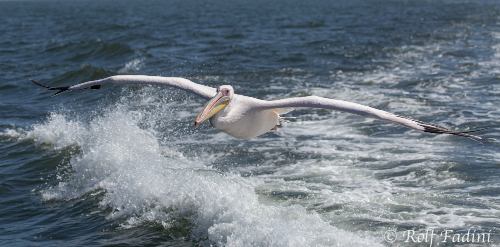 Rosapelikan (Pelecanus onocrotalus) 08 - Namibia