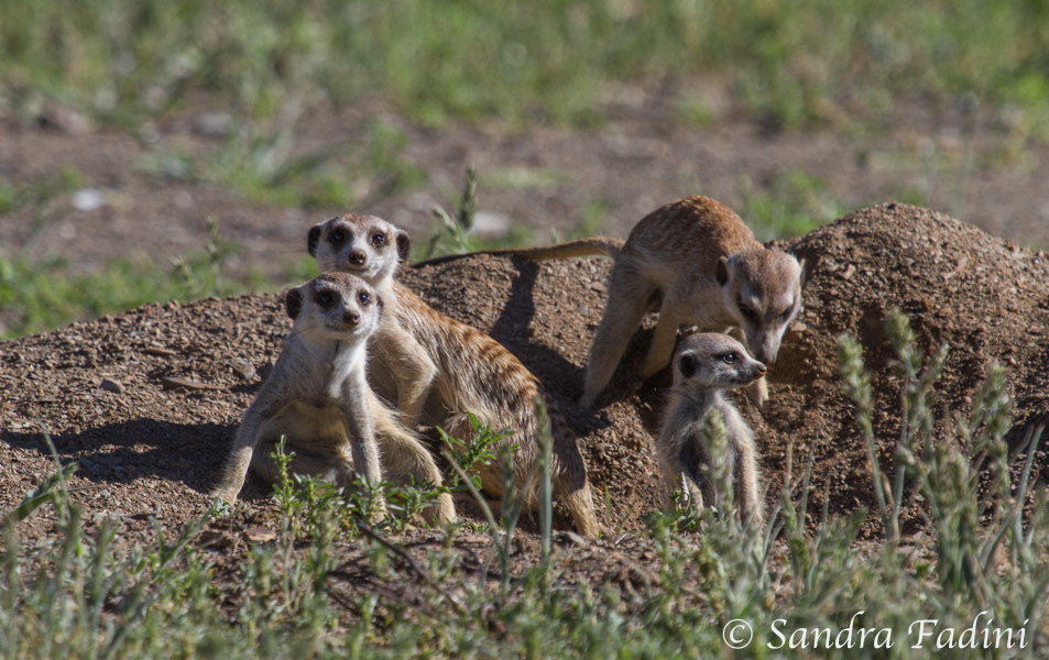 Erdmännchen (Suricata suricatta) 05 - Namibia