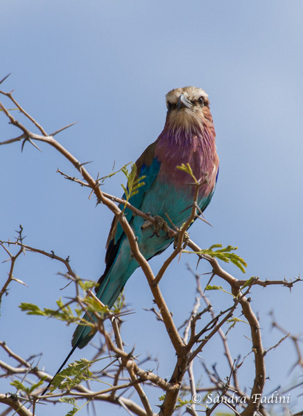 Gabelracke (Coracias caudatus) 04 - Namibia