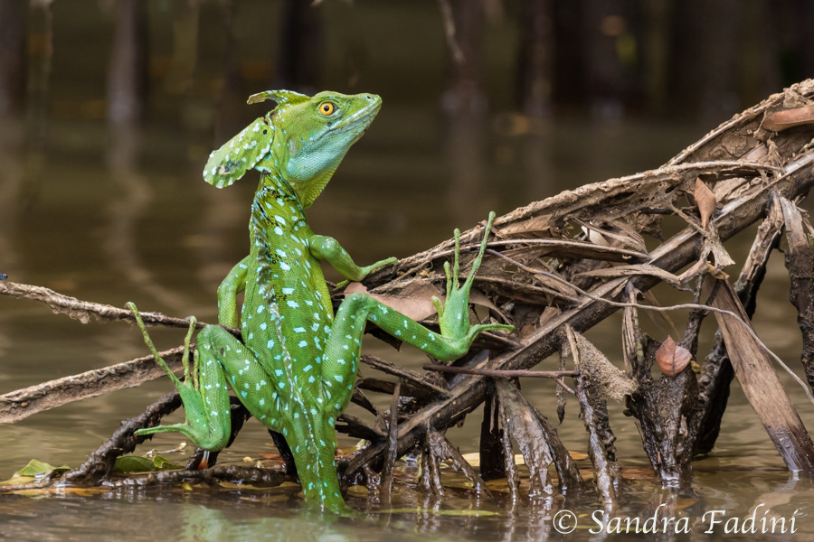 Stirnlappenbasilisk (Basiliscus plumifrons) 04 - Costa Rica