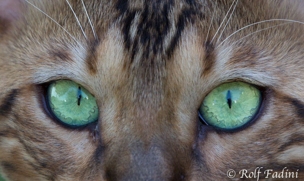 Bengal Katze 14 - Kater Augen