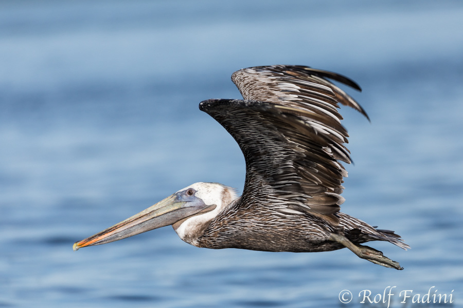 Braunpelikan (Pelecanus occidentalis) 01 - Costa Rica