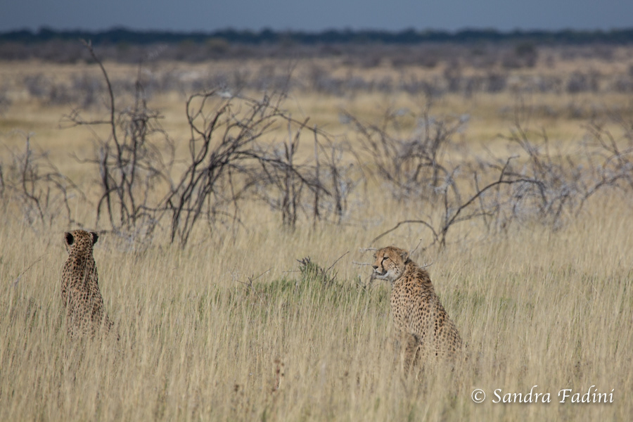 Gepard (Acinonyx jubatus) 07 - Namibia