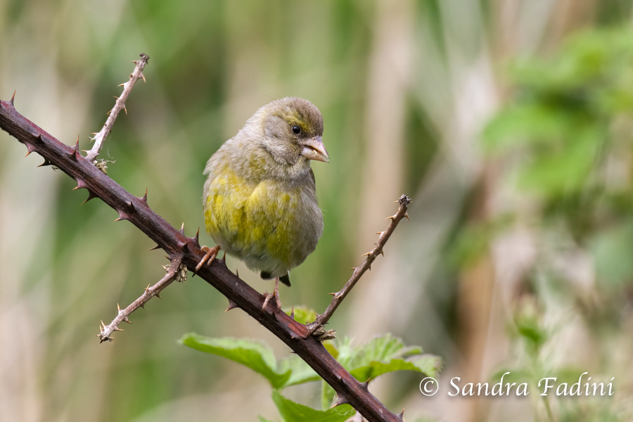 Grünfink (Carduelis chloris) 01 - Weibchen