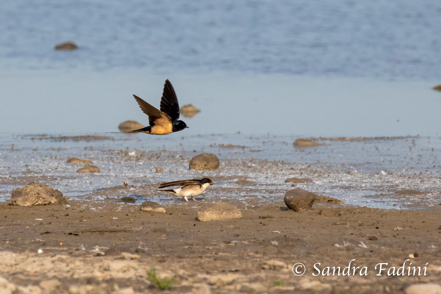 Mehlschwalbe (Delichon urbicum) 04 - beim Nistmaterial sammeln und Rauchschwalbe (Hirundo rustica) im Flug (Österreich)