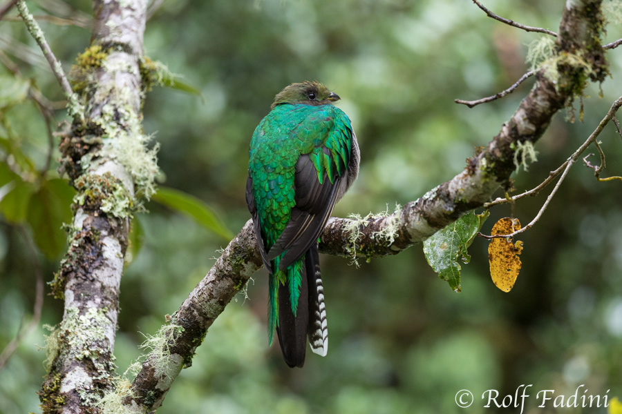 Quetzal (Pharomachrus mocinno) 02 - Weibchen (Costa Rica)