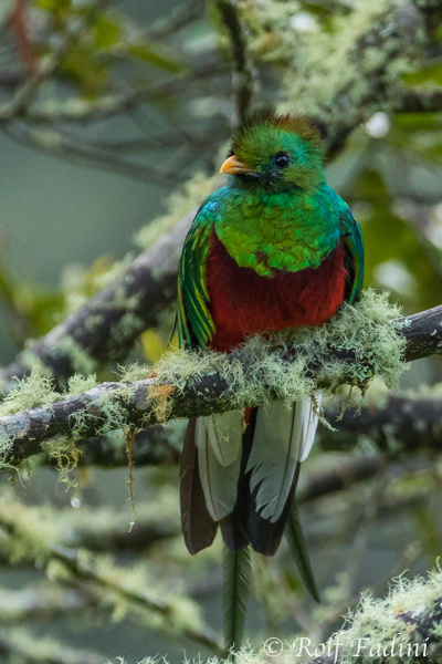 Quetzal (Pharomachrus mocinno) 03 - Männchen (Costa Rica)