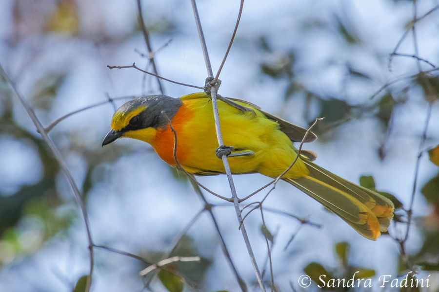 Orangebrustwürger (Telophorus sulfureopectus) 01 - Namibia
