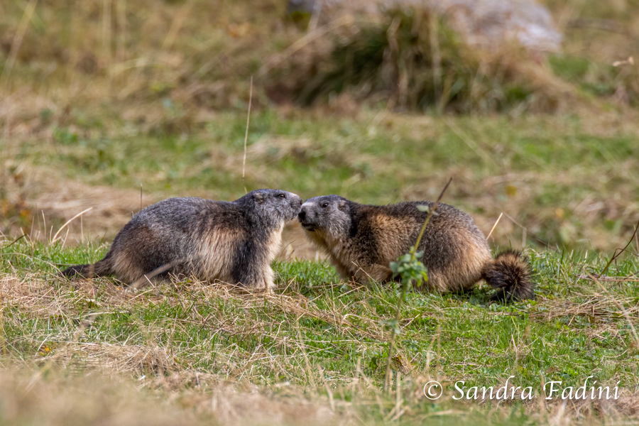 Alpenmurmeltier (Marmota marmota) - Italien