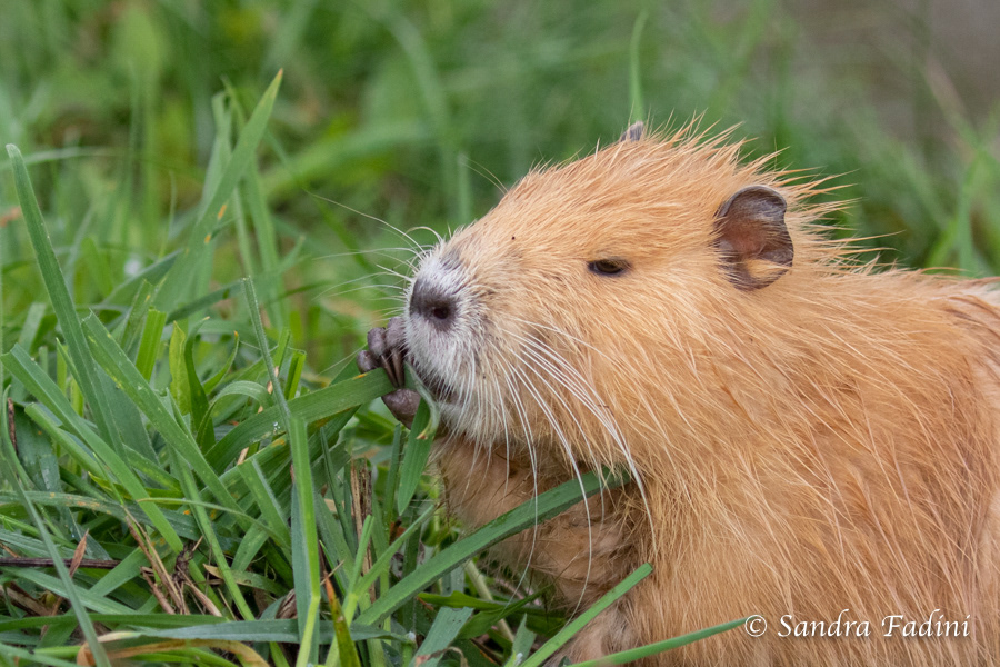 Nutria (Myocastor coypus) 04 - Jungtier mit hellem Fell
