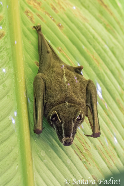 Gelbohr-Fledermaus (Uroderma bilobatum) 01 - Costa Rica