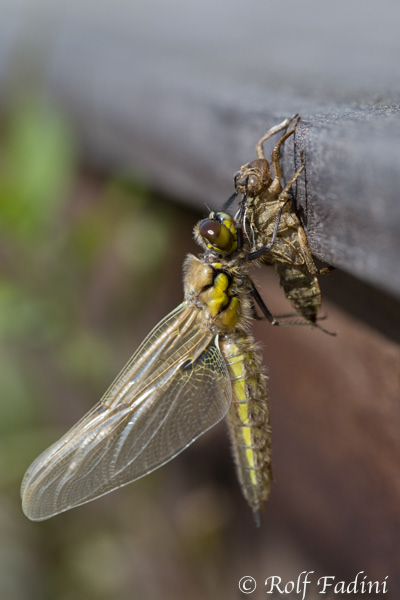 Kleine Mosaikjungfer (Brachytron pratense) 01 - beim Schlupf