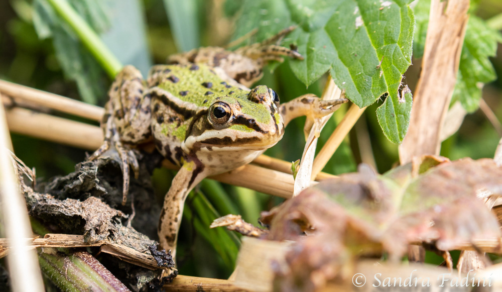 Teichfrosch (Rana esculentus) 05