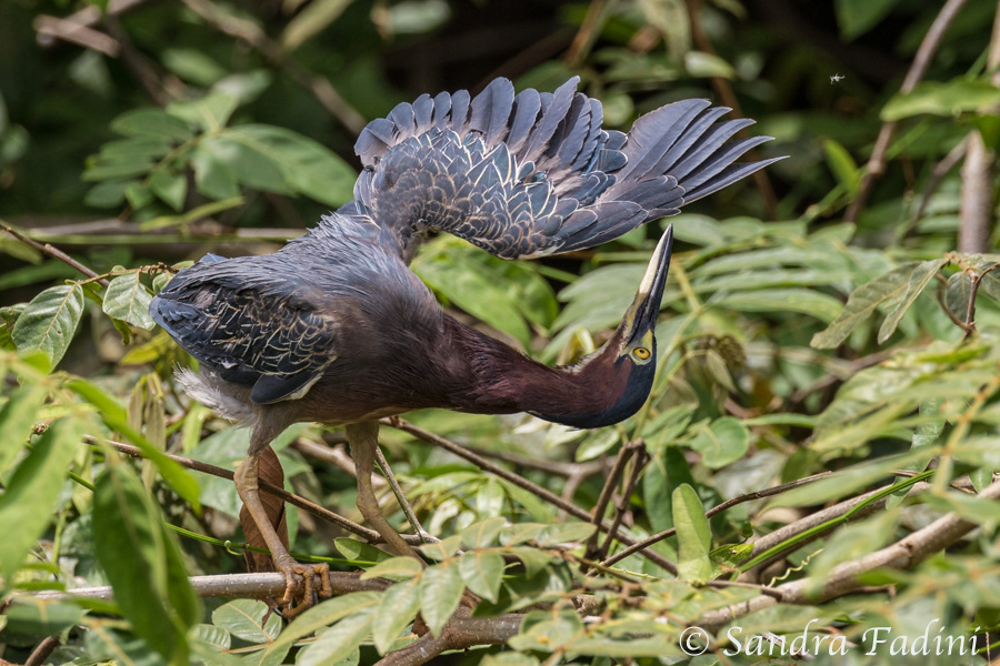 Grünreiher (Butorides virescens) 02 - Costa Rica