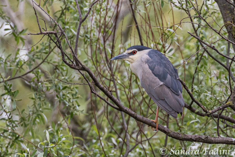 Nachtreiher (Nycticorax nycticorax) 02 - Rumänien