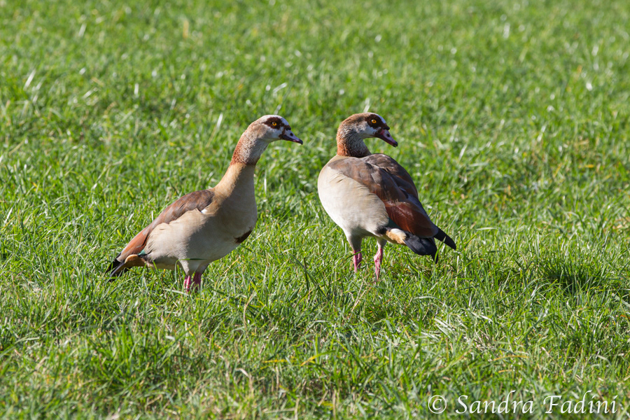 Nilgans (Alopochen aegyptiaca) 06