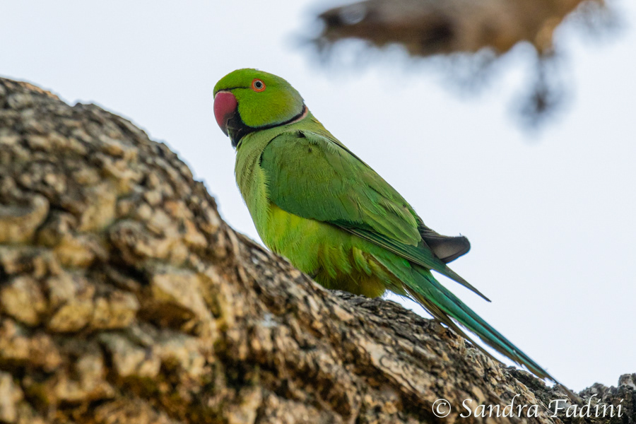 Halsbandsittich (Psittacula krameri) 04 - Sri Lanka
