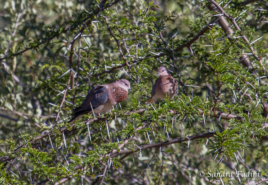 Palmtaube (Streptopelia senegalensis) 01 - Namibia