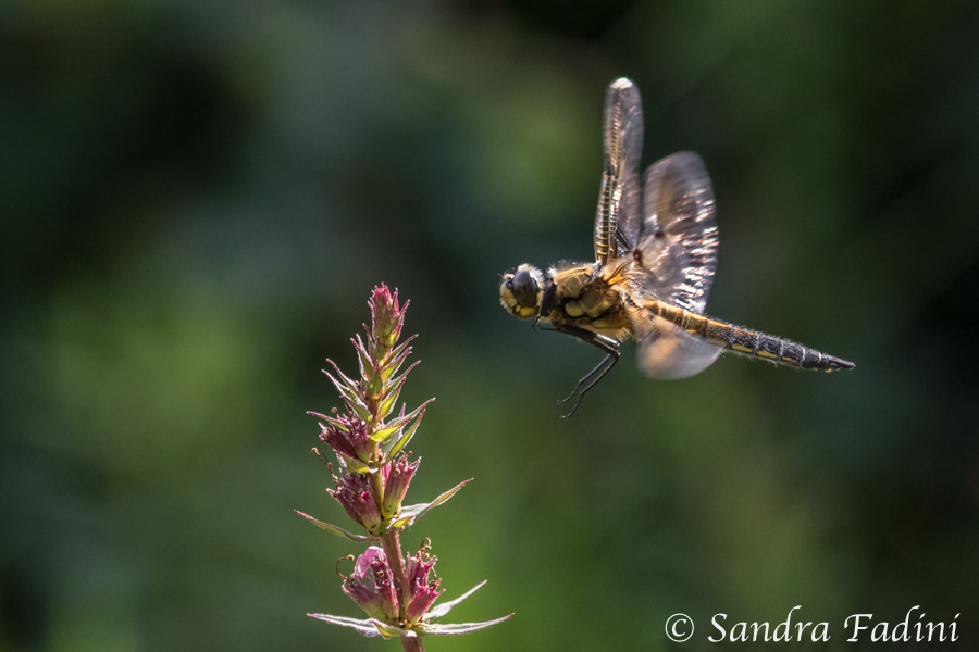 Vierfleck (Libellula quadrimaculata) 03 - im Flug
