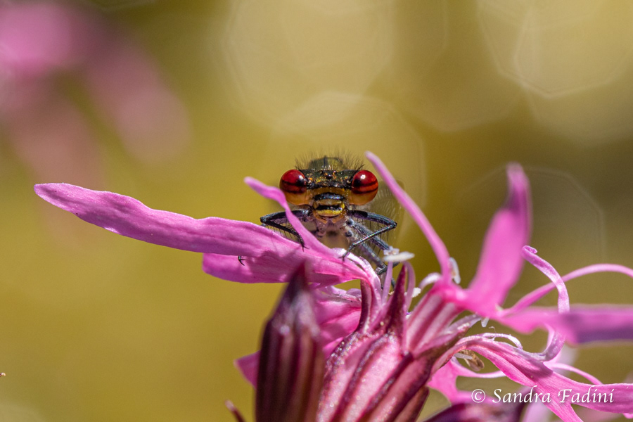Frühe Adonislibelle (Pyrrhosoma nymphula) 03