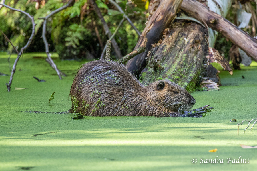 Nutria (Myocastor coypus) 08