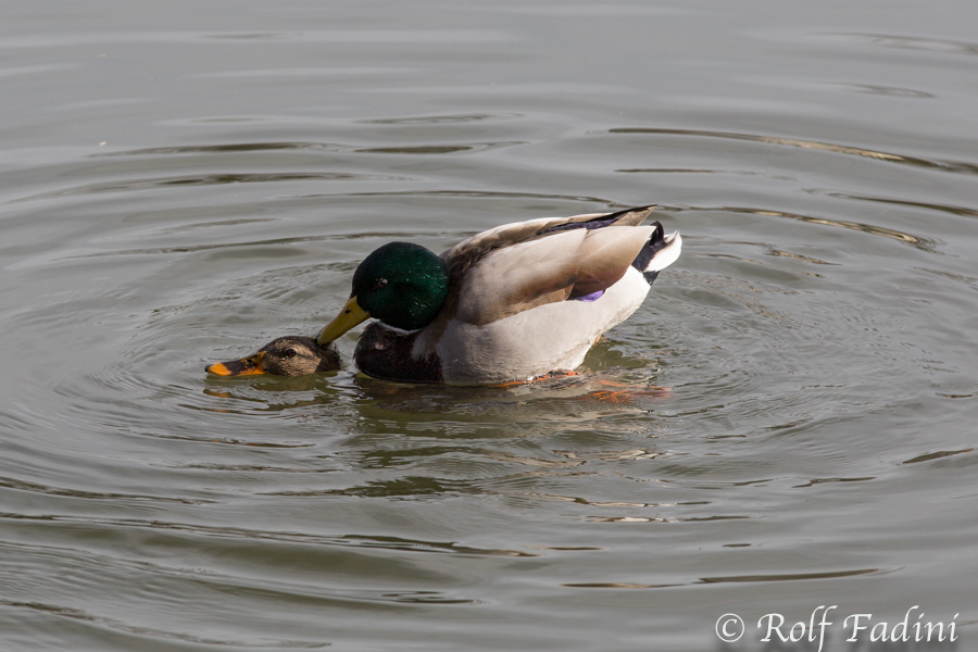Stockente (Anas platyrhynchos) 08 - Paarung