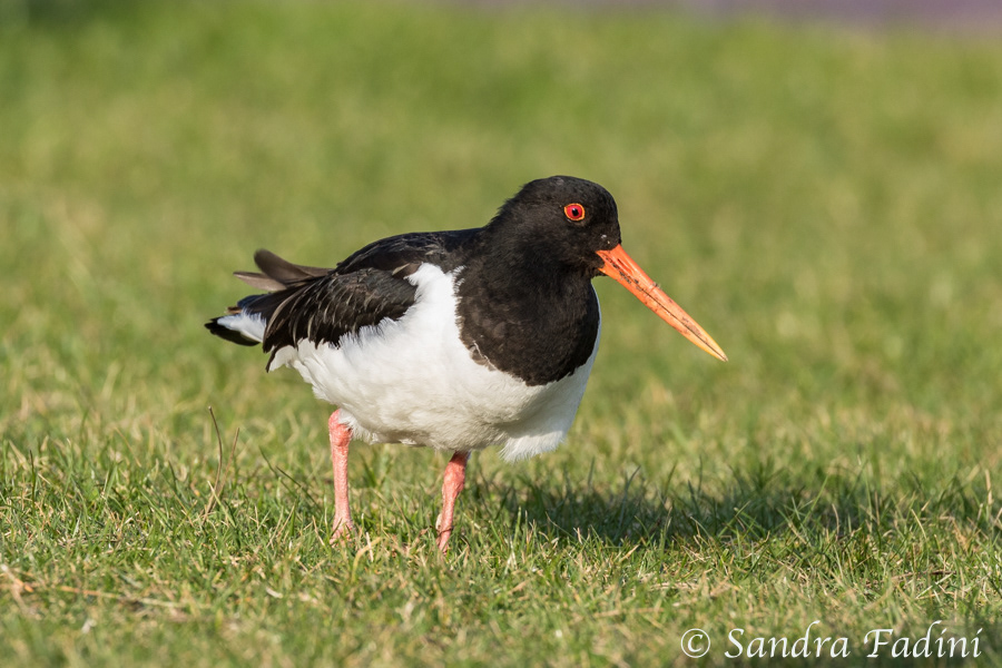 Austernfischer (Haematopus ostralegus) 07