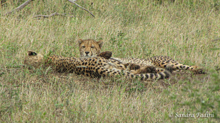 Gepard (Acinonyx jubatus) 11 - Jungtiere (Südafrika)