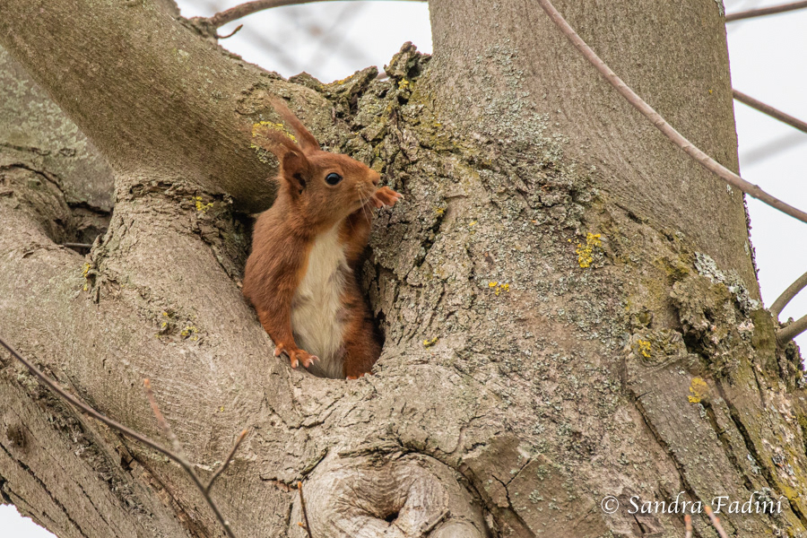 Eurasisches Eichhörnchen (Sciurus vulgaris) 07