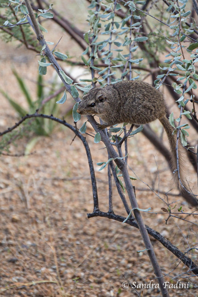 Felsenratte (Petromus typicus) 06 - Namibia