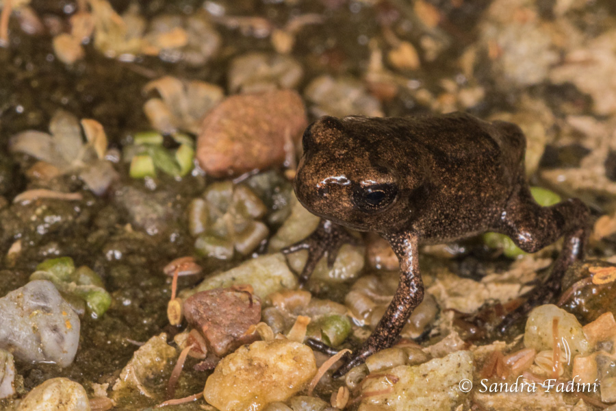 Erdkröte (Bufo bufo) 10 - Jungfrosch