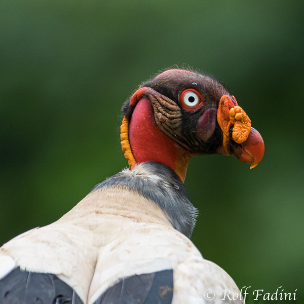 Königsgeier (Sarcoramphus papa) 09 - Costa Rica