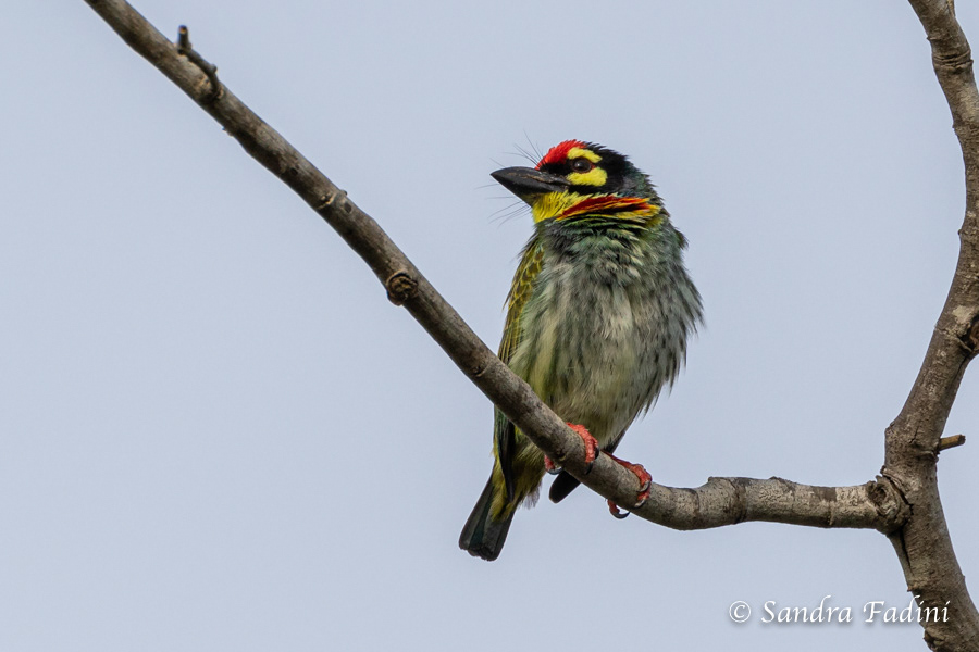 Rotscheitel-Bartvogel (Megalaima haemacephala) 01 - Sri Lanka