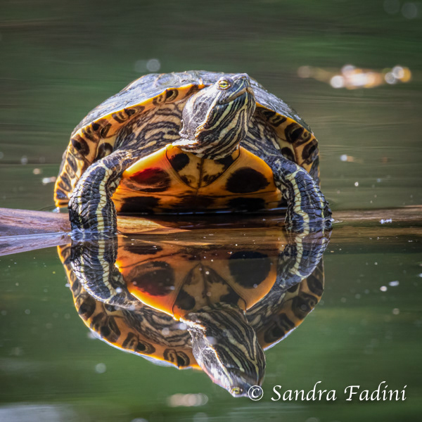 Rotwangen-Schmuckschildkröte (Trachemys scripta elegans) 03