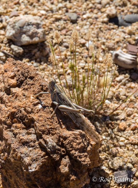 Heuschrecke 06 - Namibia