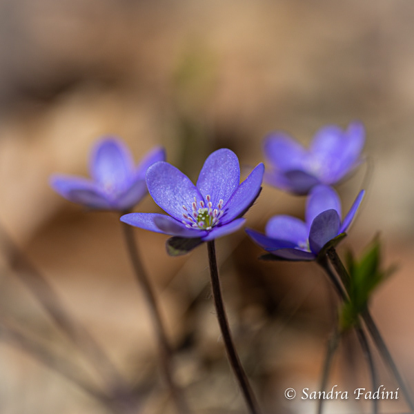 Leberblümchen (Hepatica nobilis) 03
