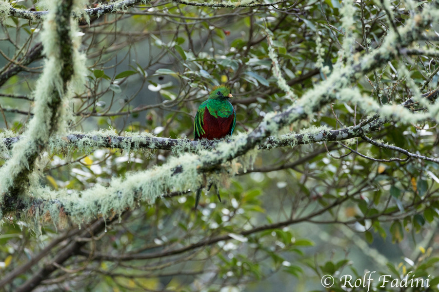 Quetzal (Pharomachrus mocinno) 04 - Männchen (Costa Rica)