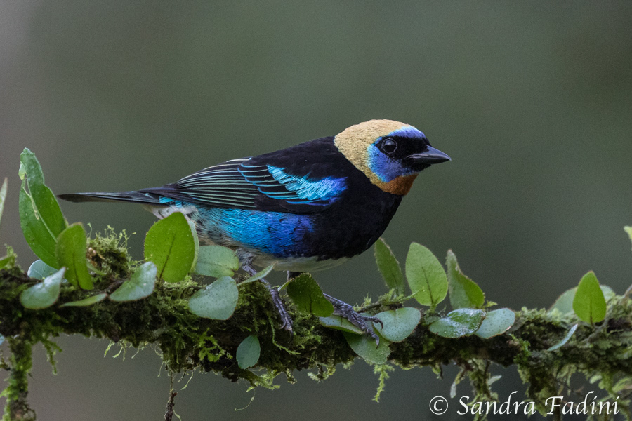 Purpurmaskentangare (Tangara larveta) 02 - Costa Rica