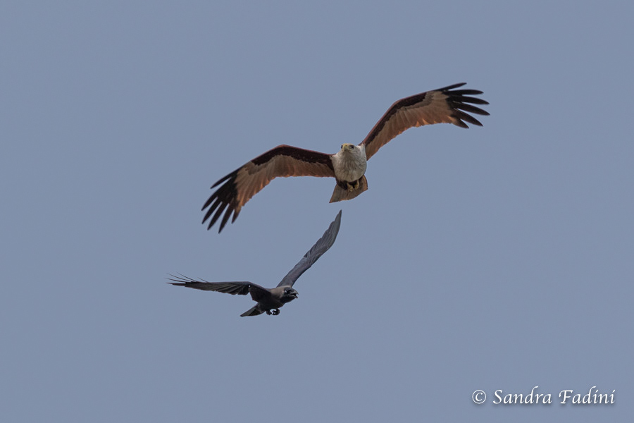 Brahminenweih (Haliastur indus) 01 - Sri Lanka
