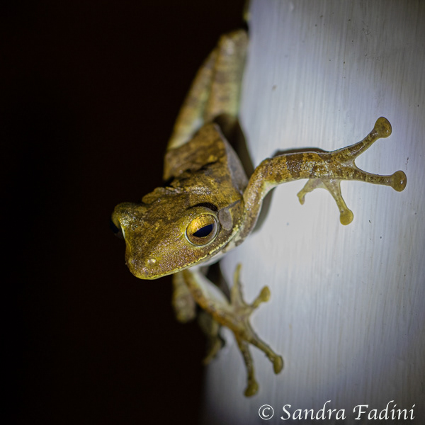 Weißbart-Ruderfrosch (Polypedates leucomystax) 01 - Sri Lanka