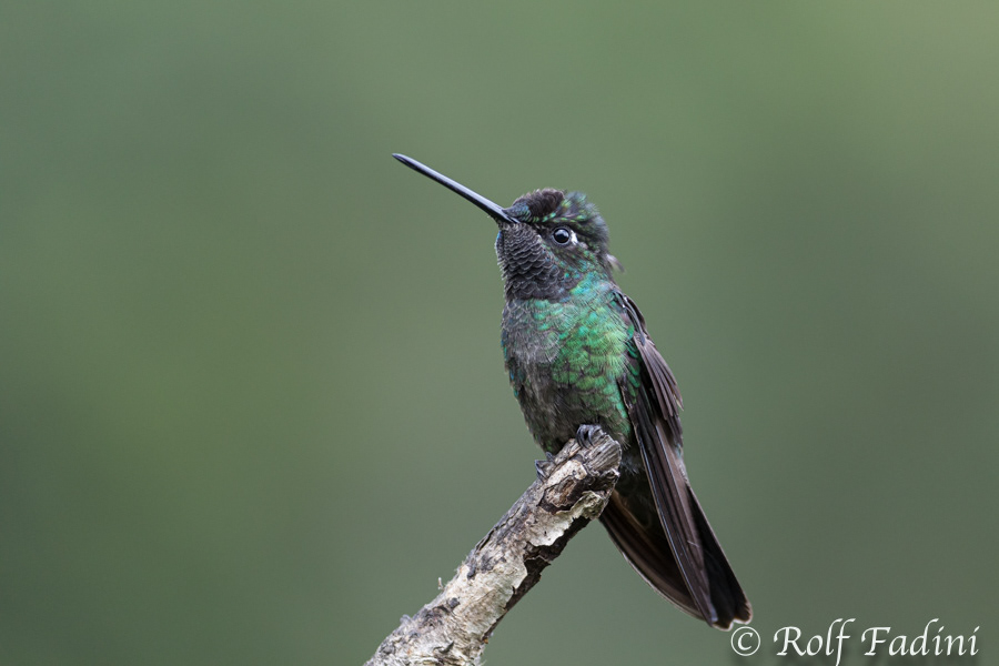 Violettkron-Brillantkolibri (Eugenes fulgens) 02 - Costa Rica