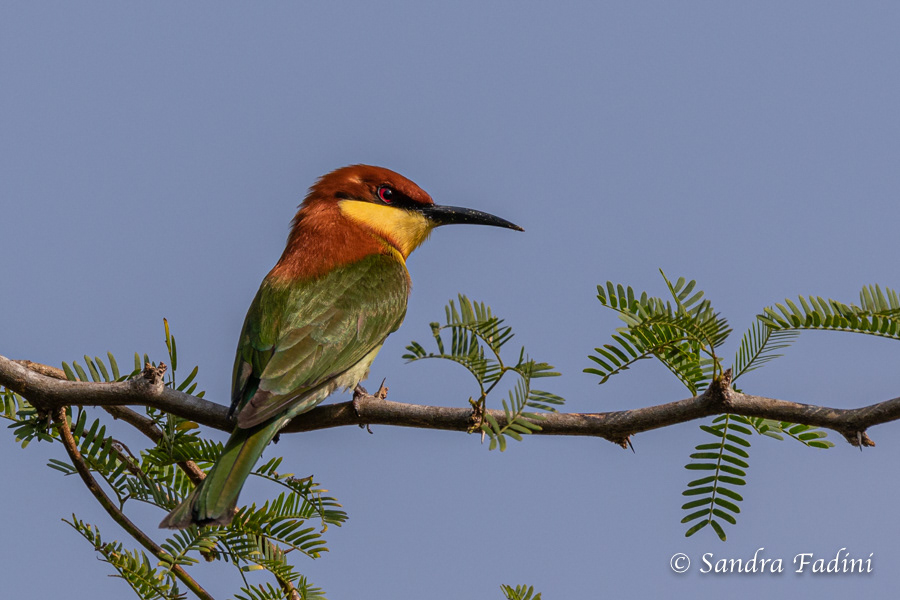 Braunkopfspint (Merops leschenaulti) 01 - Sri Lanka