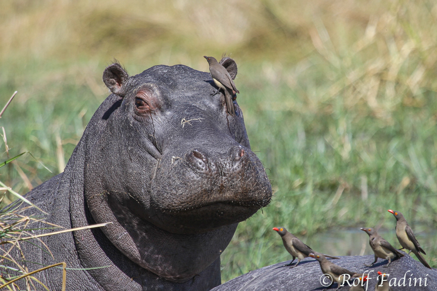 Flusspferd (Hippopotamus amphibius) 07 - Botswana