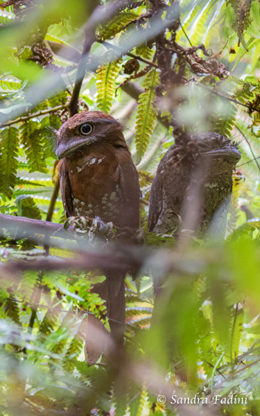Ceylonfroschmaul (Batrachostomus moniliger) 02 - Sri Lanka