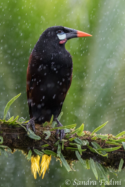 Montezumastirnvogel (Psarocolius montezuma) 08 - Costa Rica