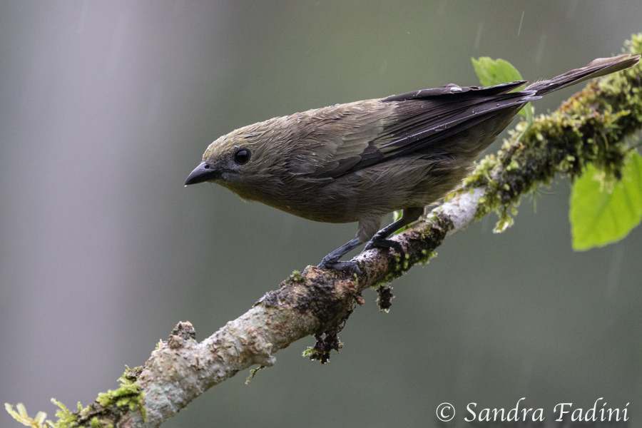 Palmtangare (Thraupis palmarum) 02 - Costa Rica