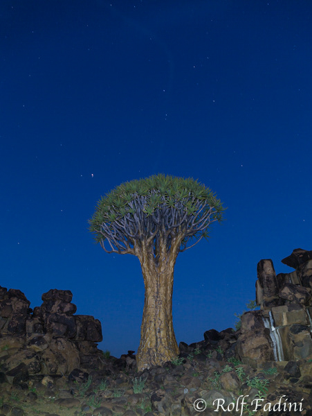 Namibia 05 - Köcherbaum (Aloe dichotoma) Nachts