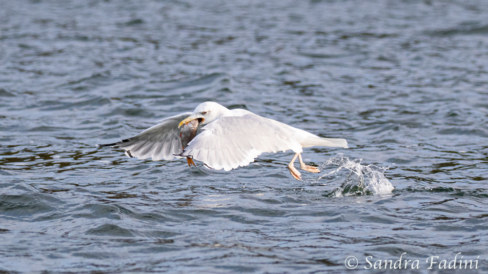 Silbermöwe (Larus argentatus) 02 - fängt Fisch